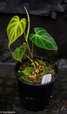Philodendron verrucosum "Mini"
