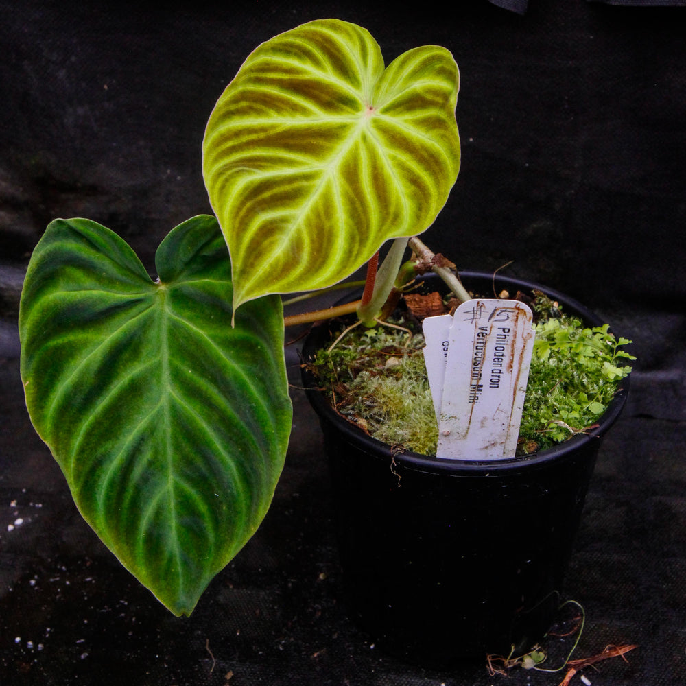 
                      
                        Philodendron verrucosum "Mini"
                      
                    