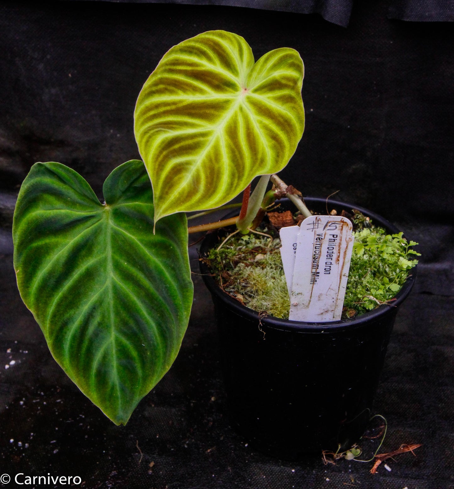 philodendron verrucosum shiny Philodendron verrucosum "Mini" – Carnivero