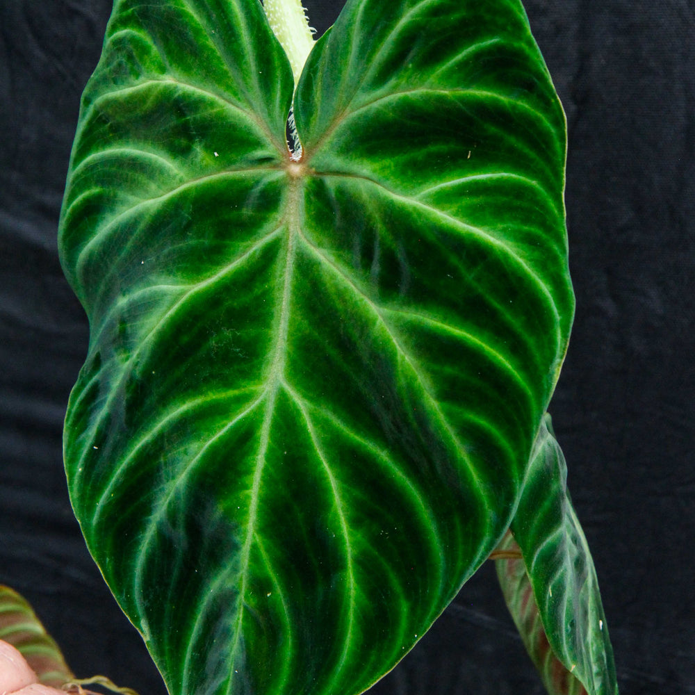 
                      
                        Philodendron verrucosum "Tambillo"
                      
                    