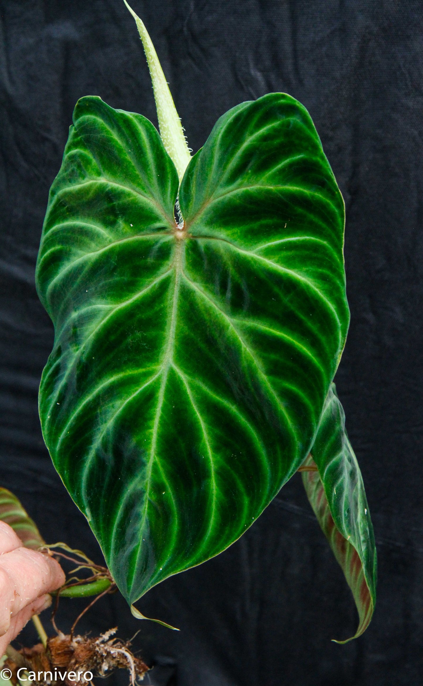 philodendron verrucosum tumbez Philodendron verrucosum "Tambillo" – Carnivero