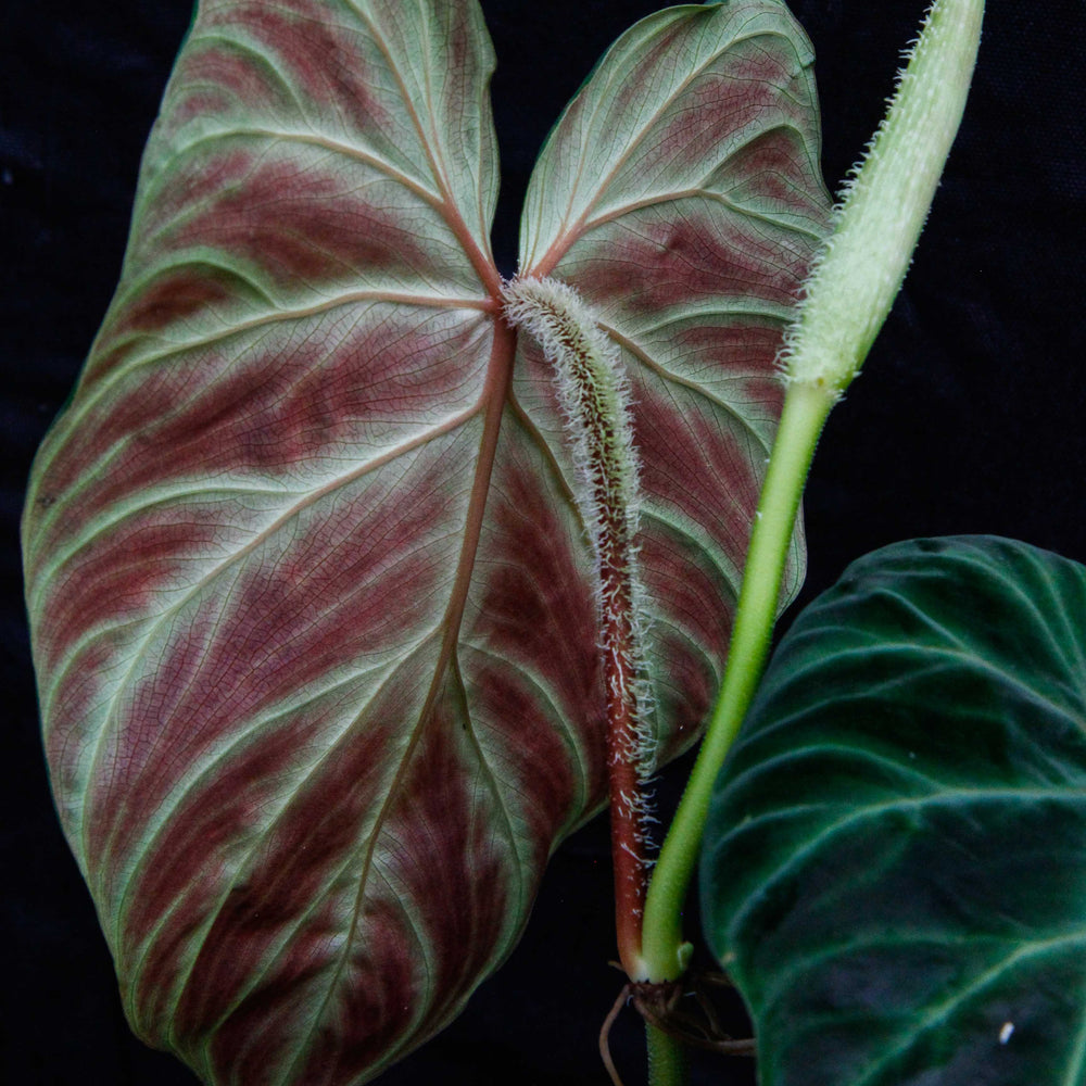 
                      
                        Philodendron verrucosum "Tambillo"
                      
                    
