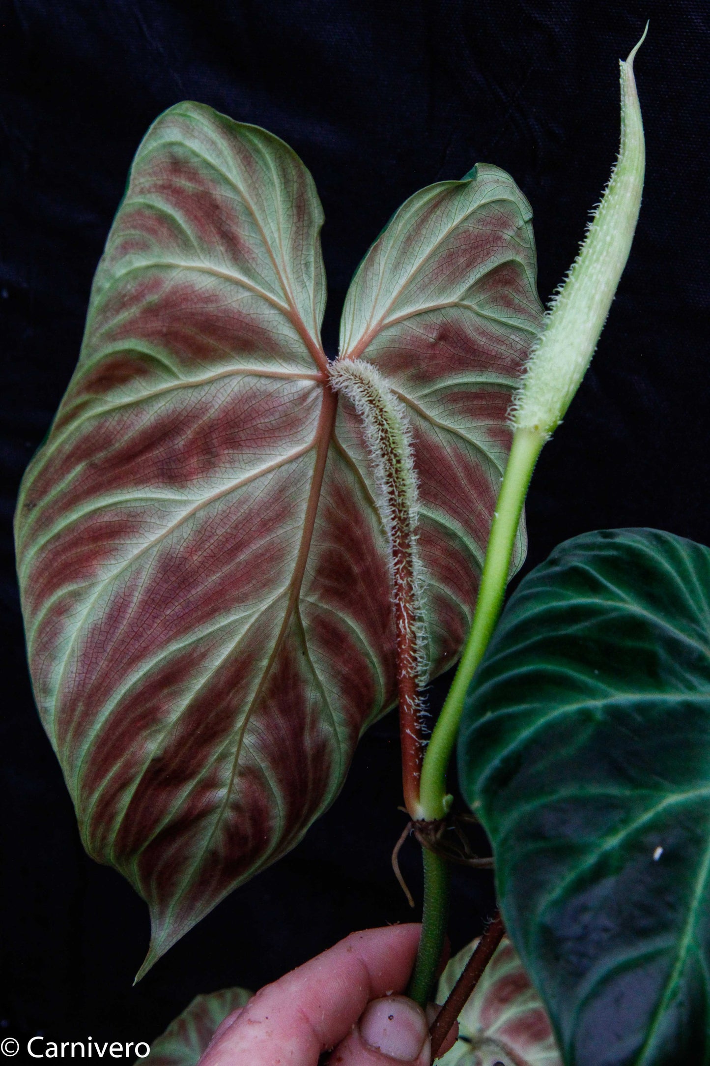 philodendron verrucosum tambillo Philodendron verrucosum "Tambillo" – Carnivero
