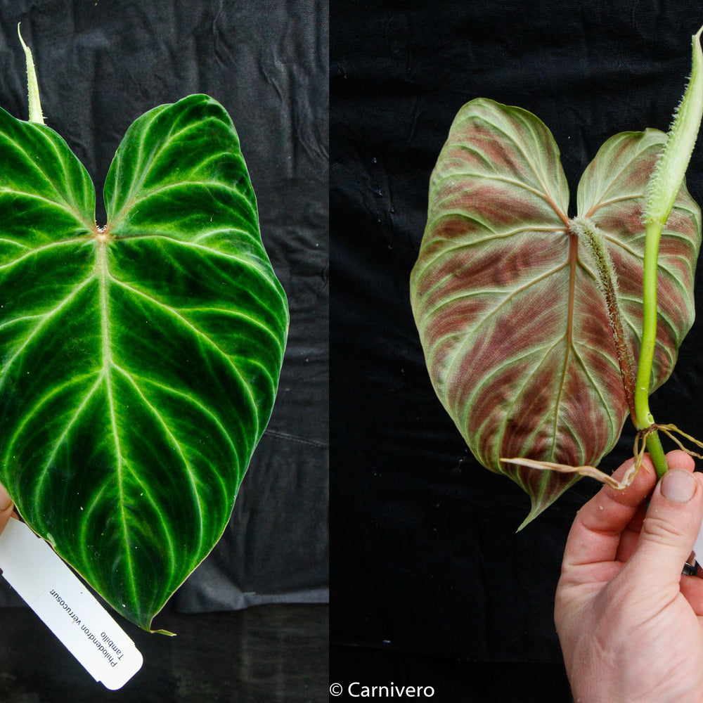 
                      
                        Philodendron verrucosum "Tambillo"
                      
                    