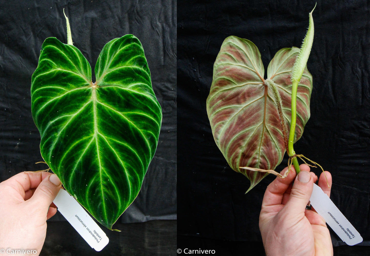 philodendron verrucosum tambillo Philodendron verrucosum "Tambillo" – Carnivero