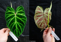 Philodendron verrucosum "Tambillo"