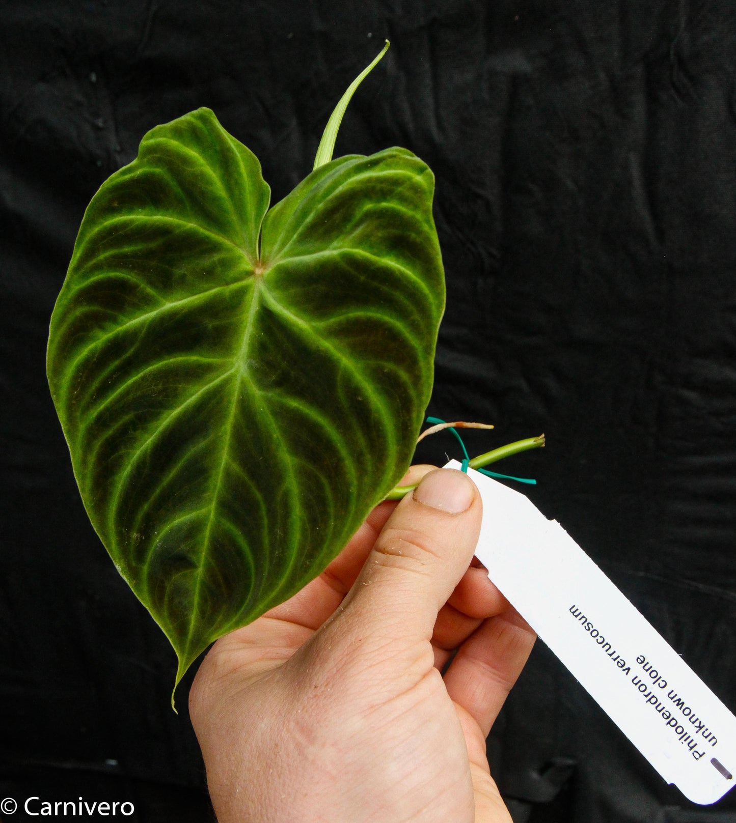 philodendron varicosa Philodendron verrucosum – Carnivero