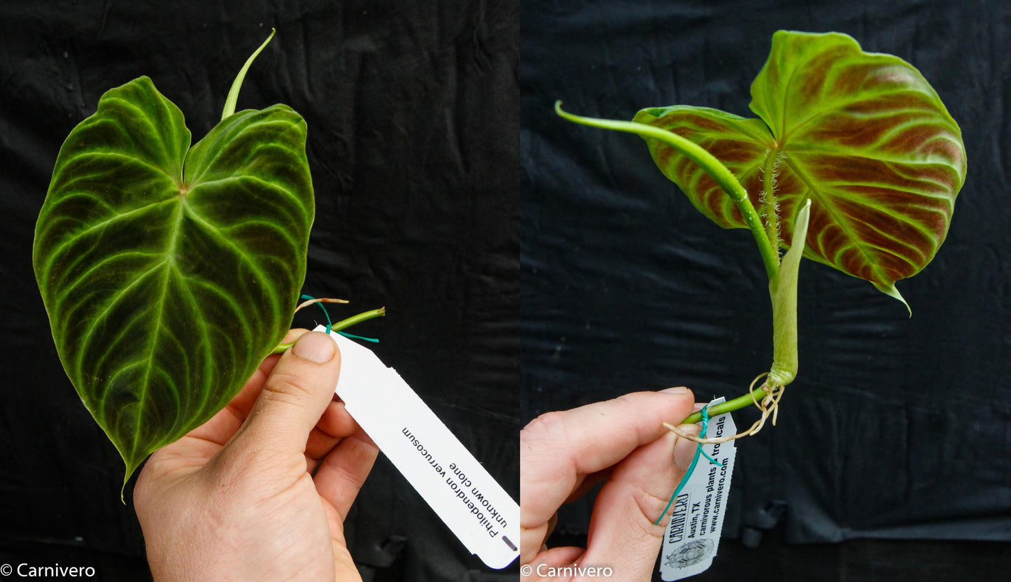 philodendron verrucosum cutting Philodendron verrucosum – Carnivero