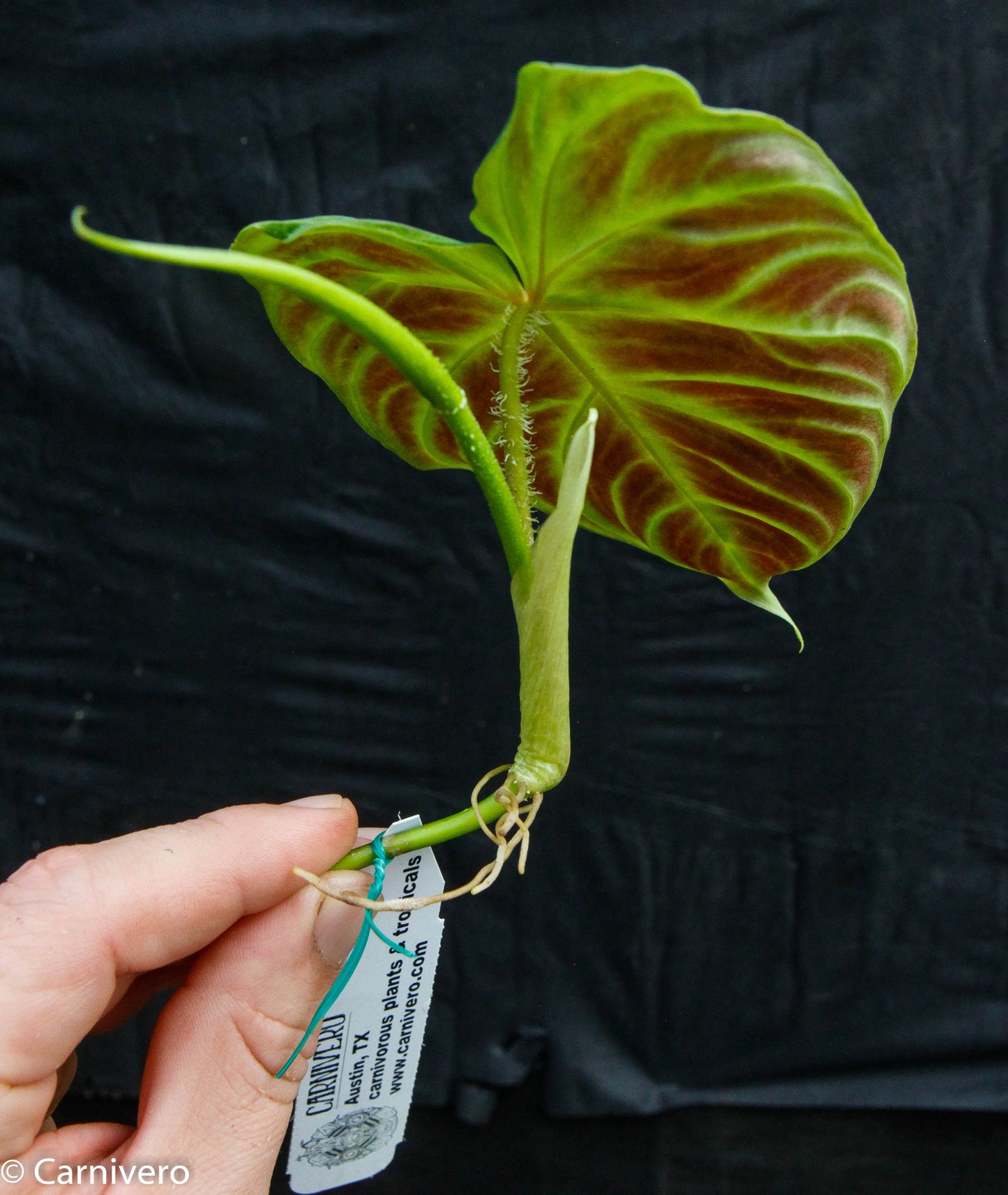 philodendron verrucosum seeds Philodendron verrucosum – Carnivero