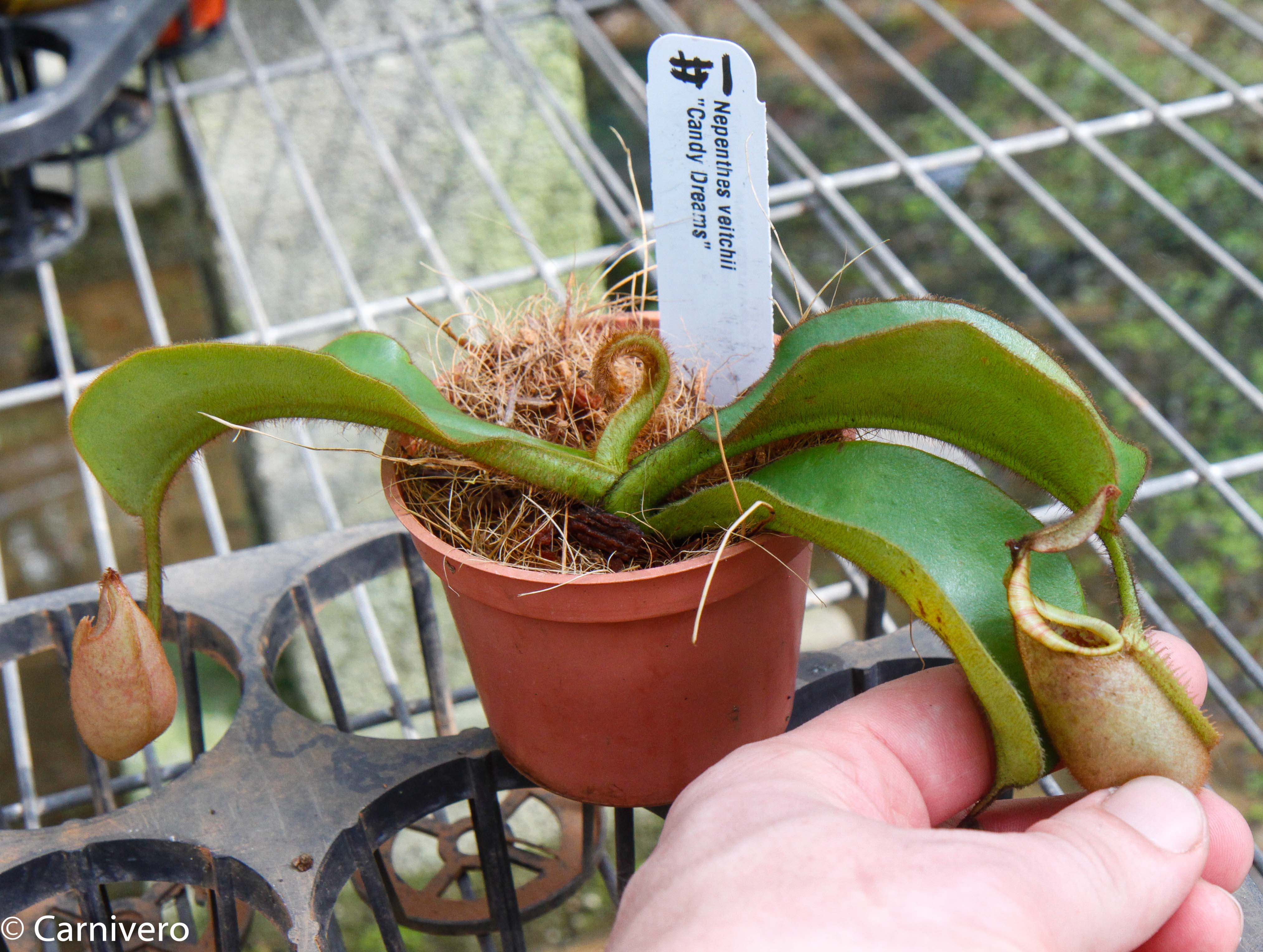 Nepenthes veitchii (m) - white clone – Carnivero