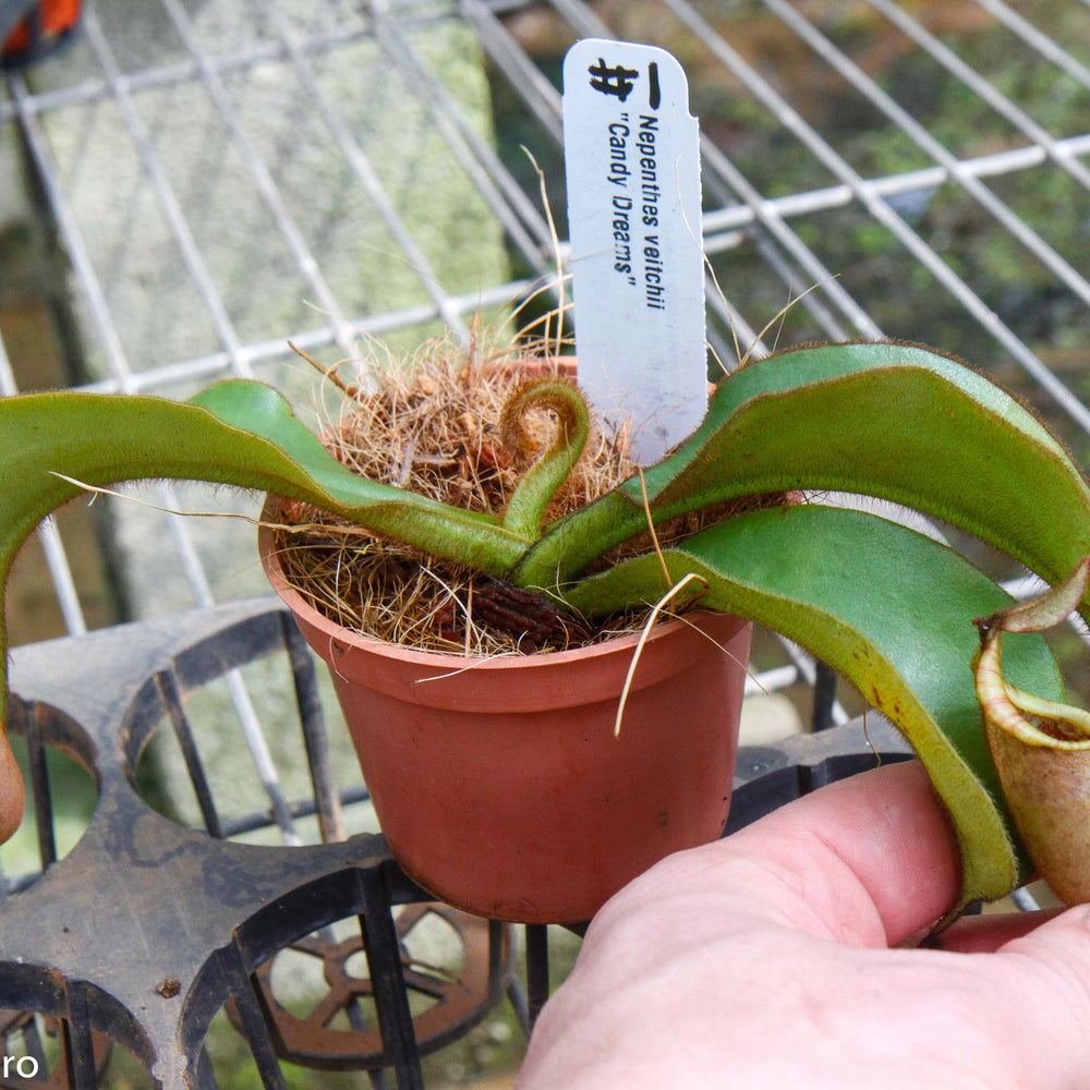 
                      
                        Nepenthes veitchii (m) - white clone
                      
                    