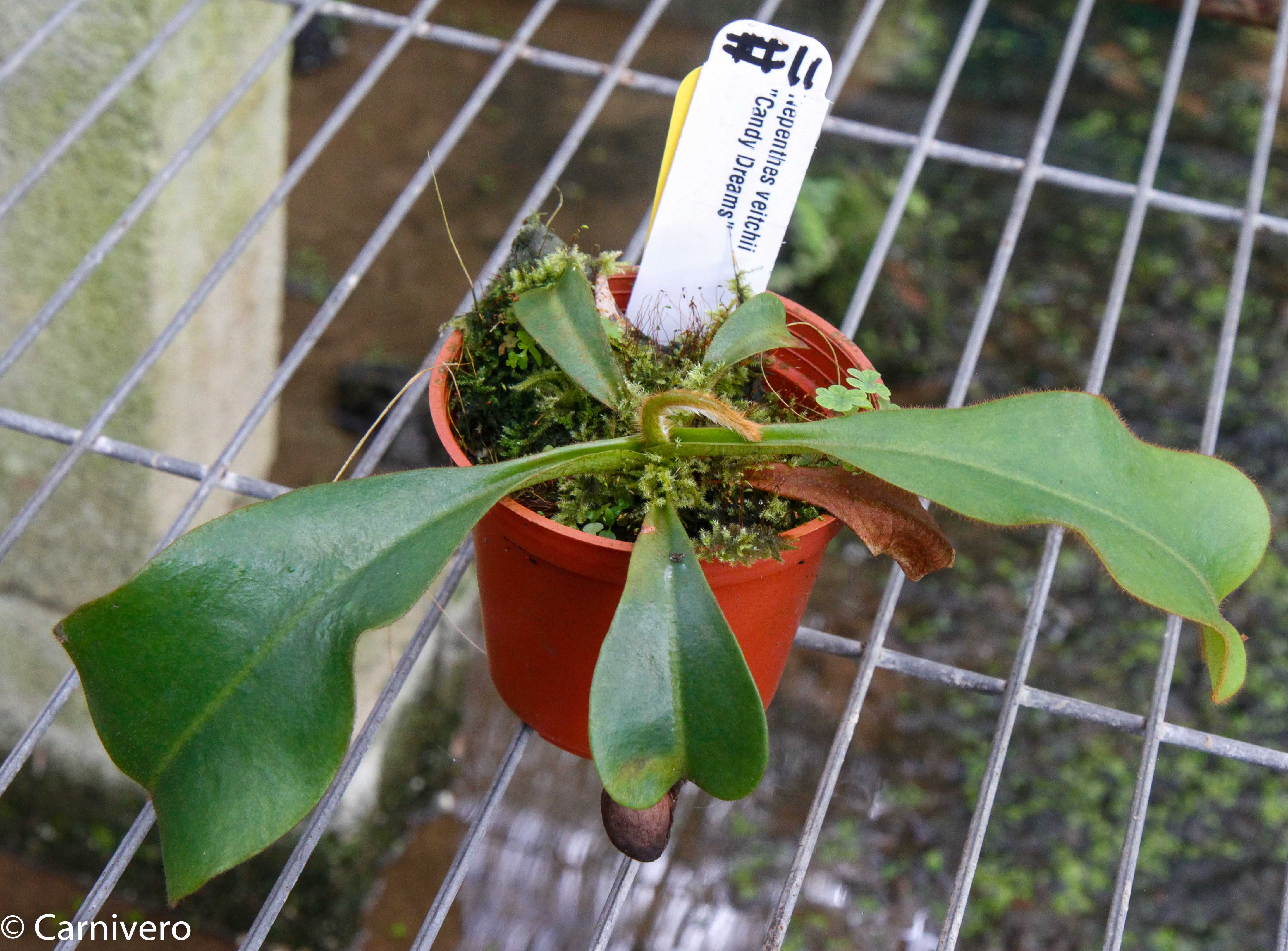 Nepenthes veitchii (m) - white clone – Carnivero