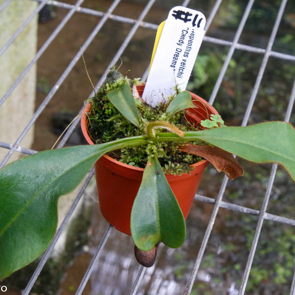 
                      
                        Nepenthes veitchii (m) - white clone
                      
                    