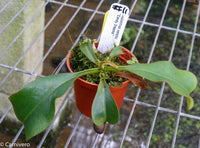 Nepenthes veitchii (m) - white clone
