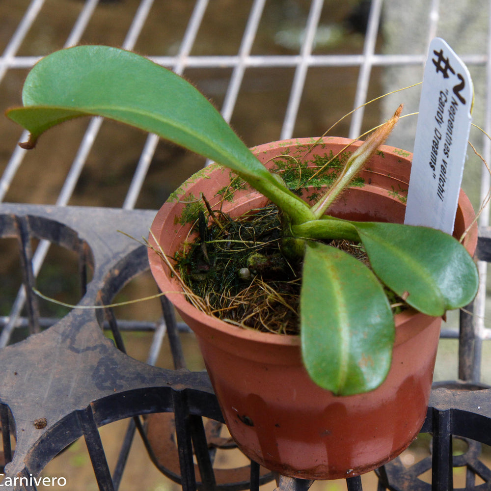 
                      
                        Nepenthes veitchii "Candy Dreams"
                      
                    
