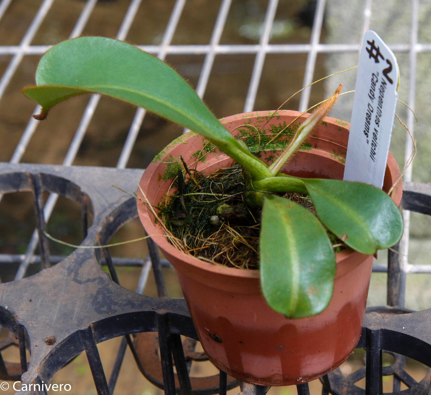 Nepenthes veitchii 