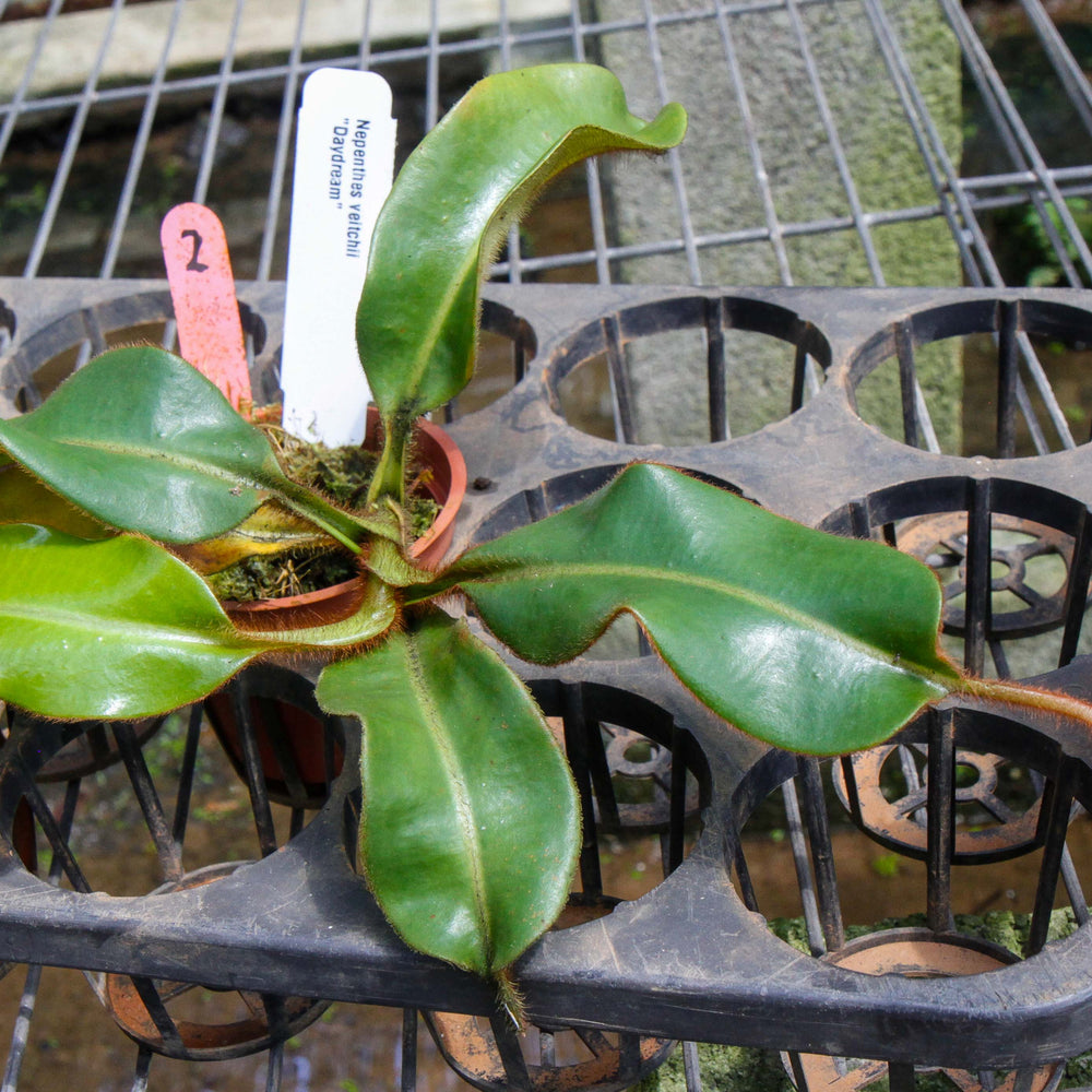 Nepenthes veitchii "Daydream"