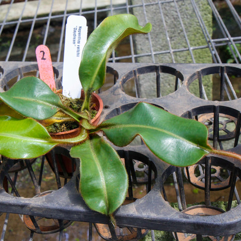 Nepenthes veitchii Daydream plant with broad glossy green leaves and a hanging pitcher on the left in a mossy pot on a rack.