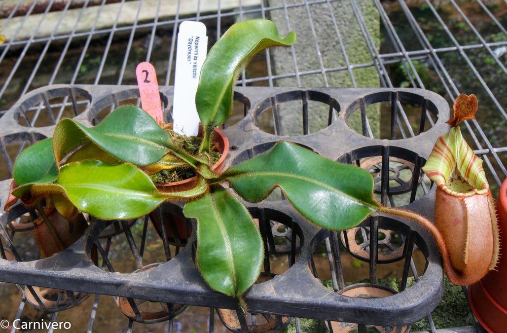 daydream succulent Nepenthes veitchii "Daydream" – Carnivero
