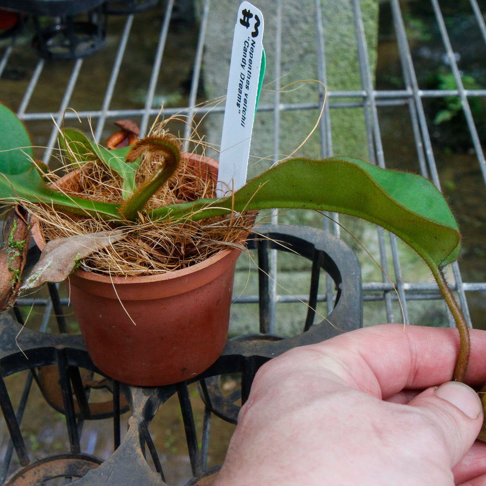 
                      
                        Nepenthes veitchii (m) - white clone
                      
                    