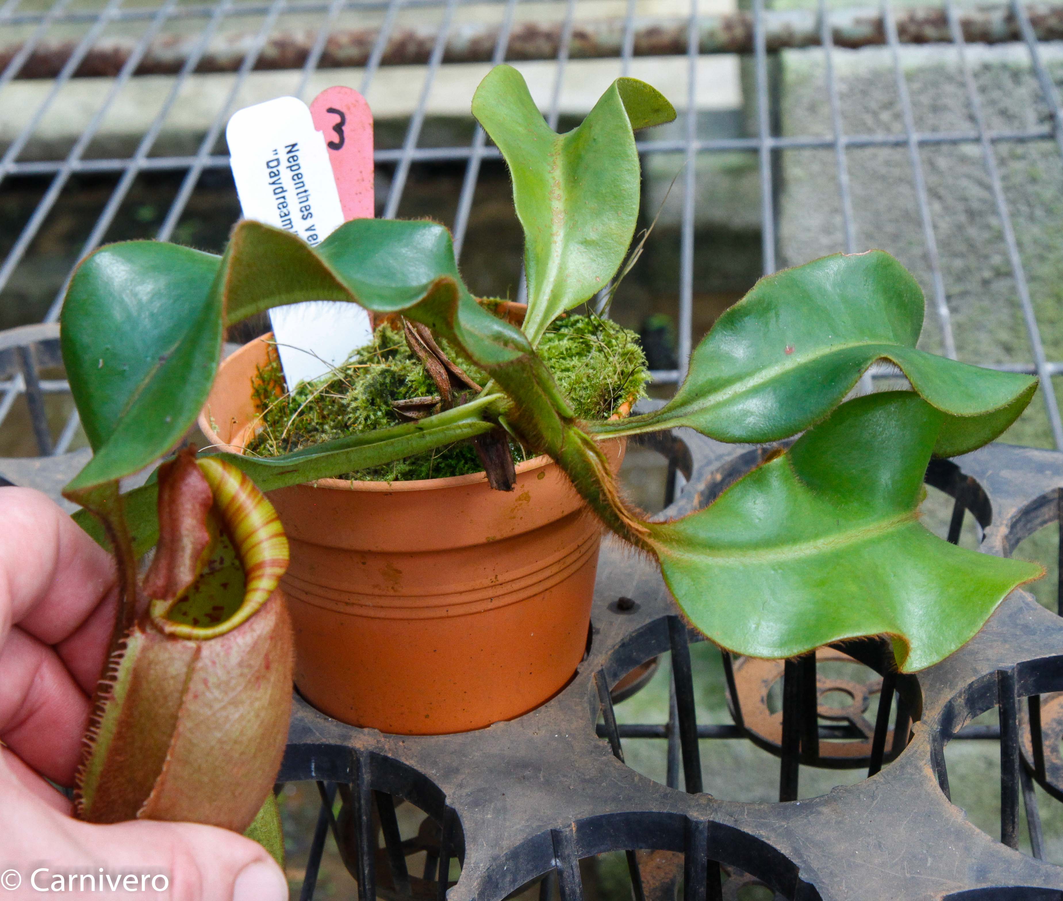 Nepenthes veitchii 
