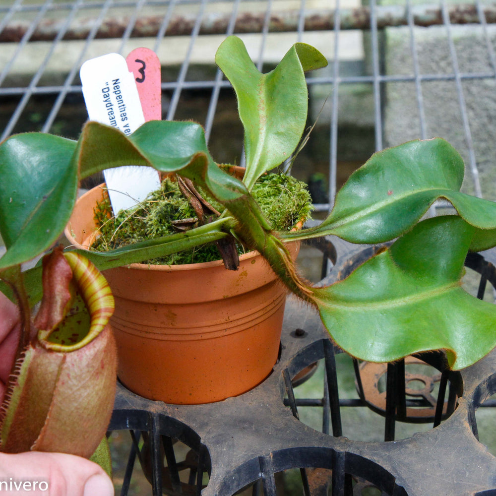 Nepenthes veitchii "Daydream"