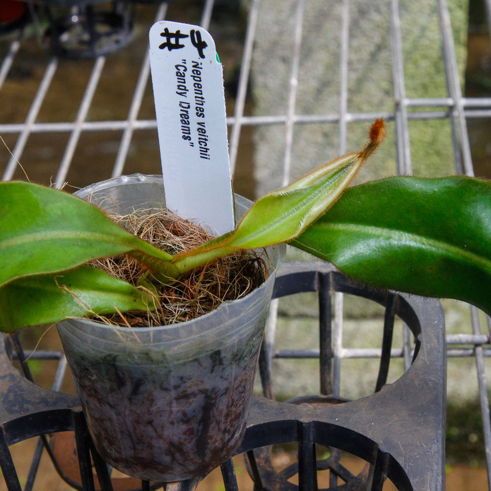 
                      
                        Nepenthes veitchii (m) - white clone
                      
                    
