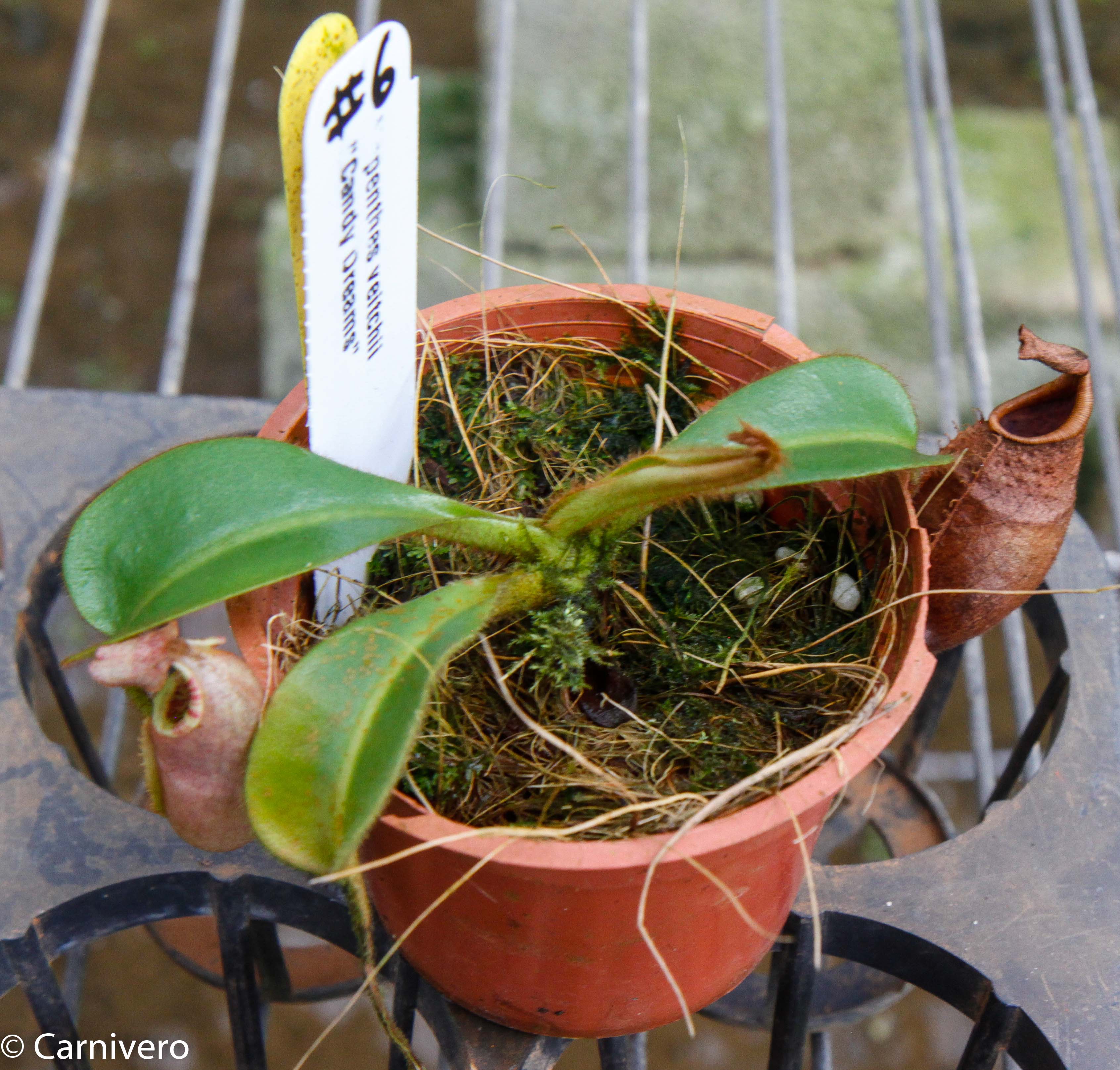 Nepenthes veitchii (m) - white clone – Carnivero