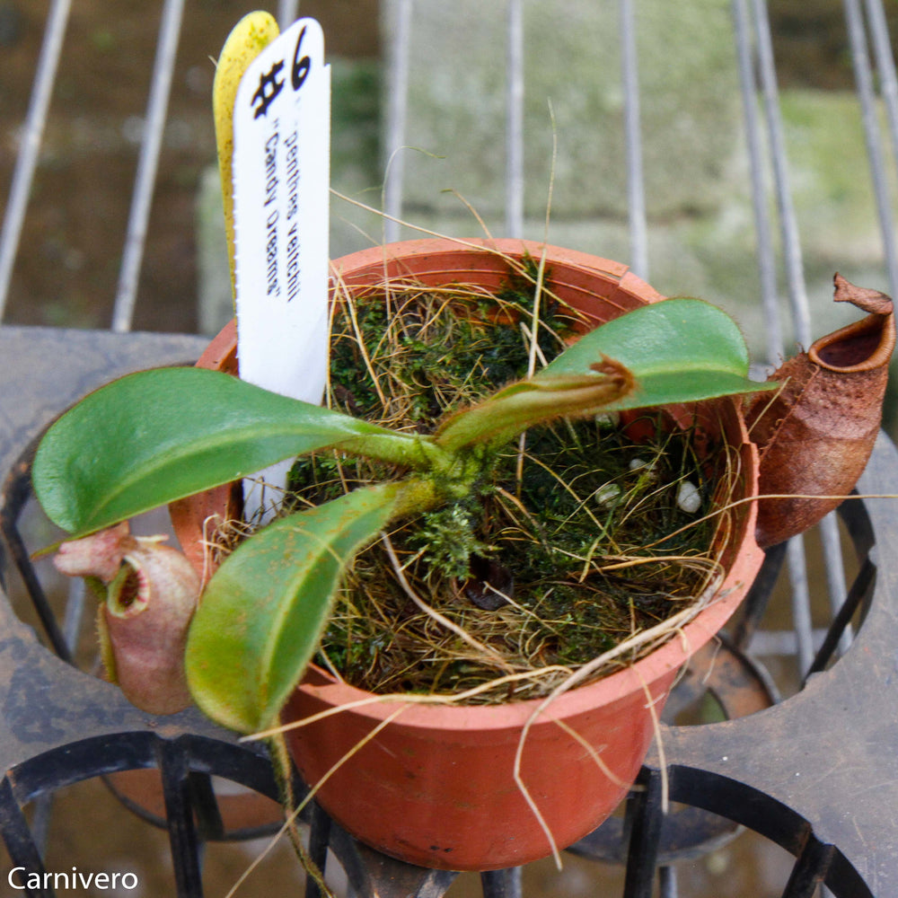 
                      
                        Nepenthes veitchii (m) - white clone
                      
                    