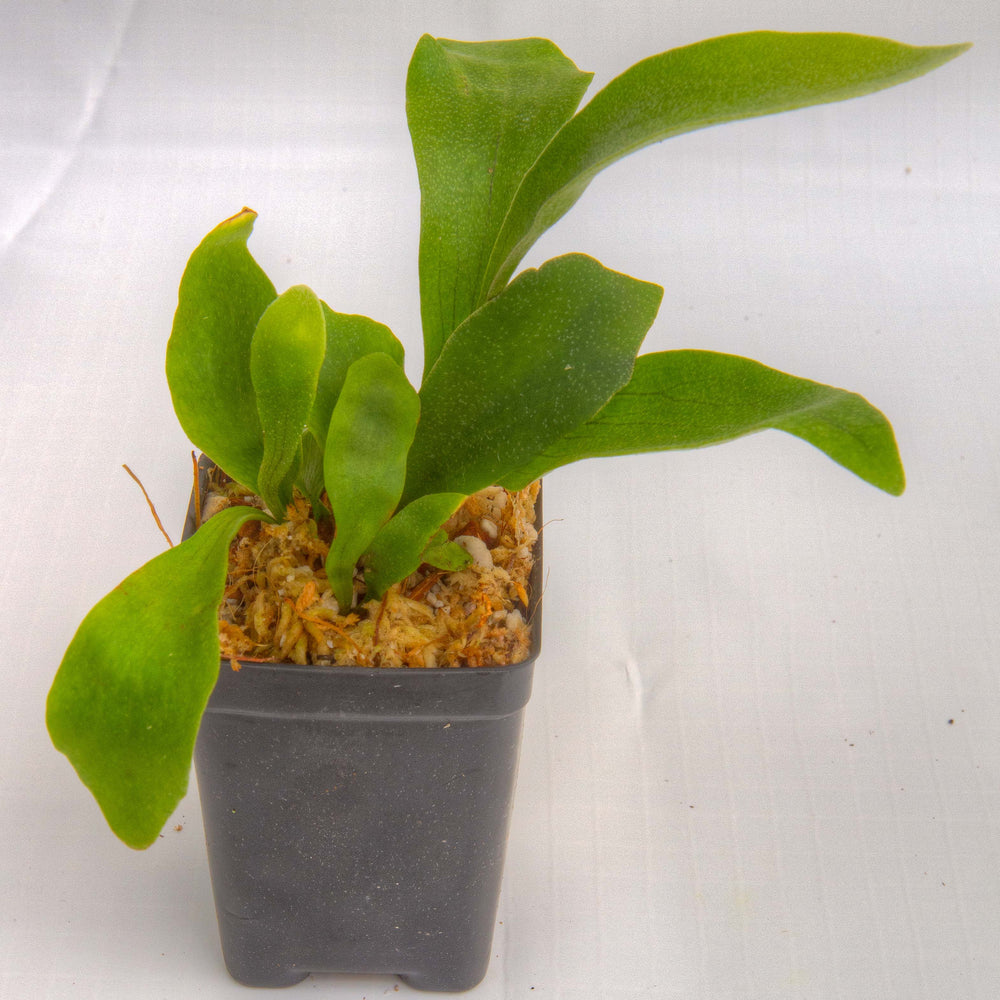 
                      
                        Staghorn Fern - Platycerium bifurcatum "Netherlands"
                      
                    