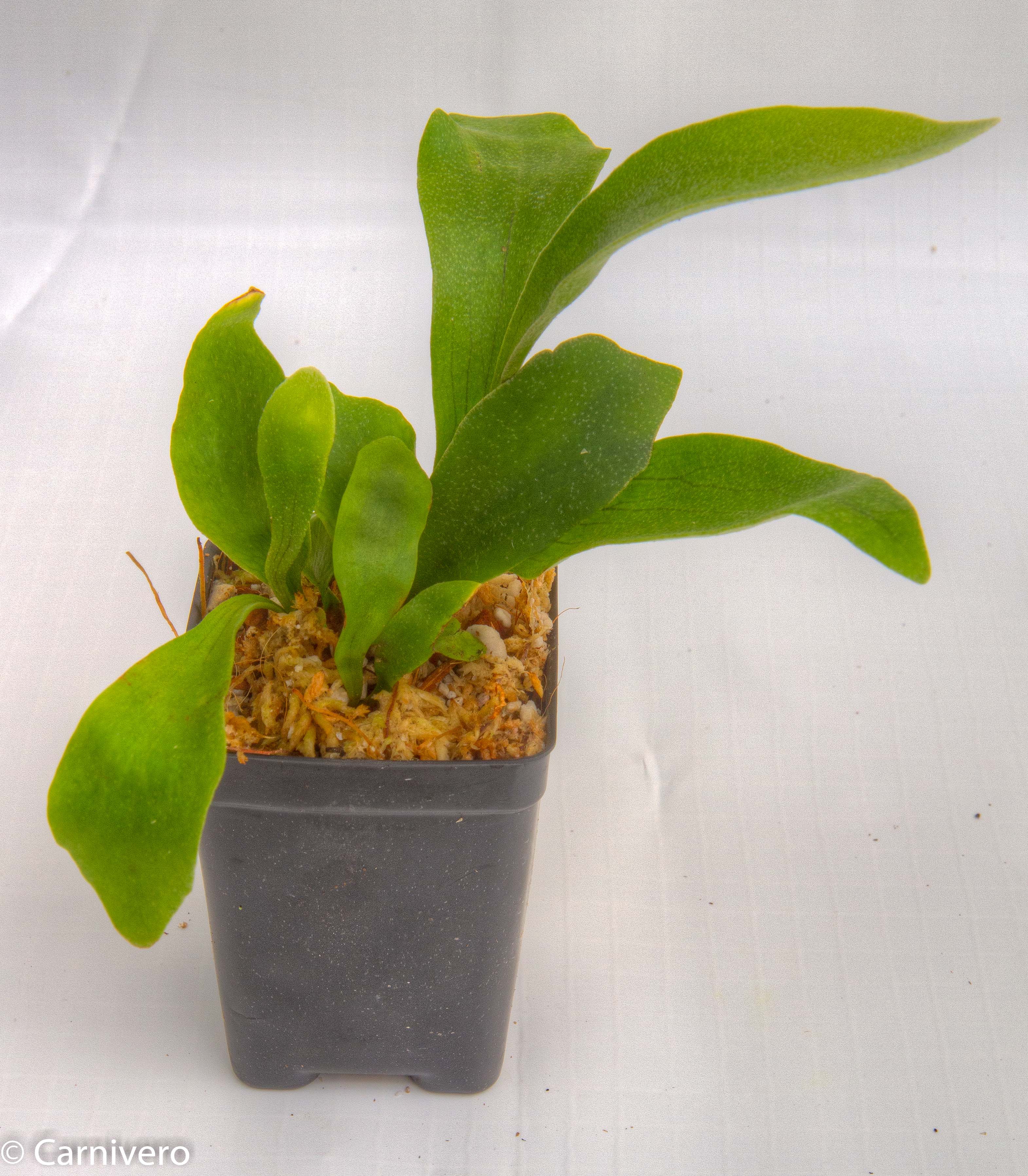 Platycerium bifurcatum 
