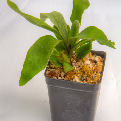 Young Platycerium bifurcatum Netherlands fern with broad green fronds in a small square pot filled with mossy substrate