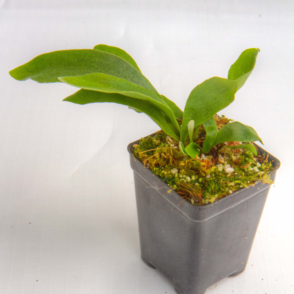 
                      
                        Staghorn Fern - Platycerium bifurcatum "Netherlands"
                      
                    