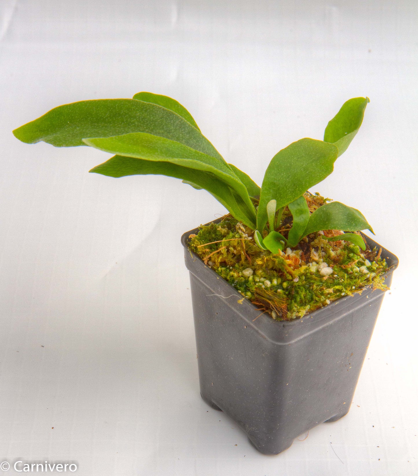 Staghorn Fern - Platycerium bifurcatum 