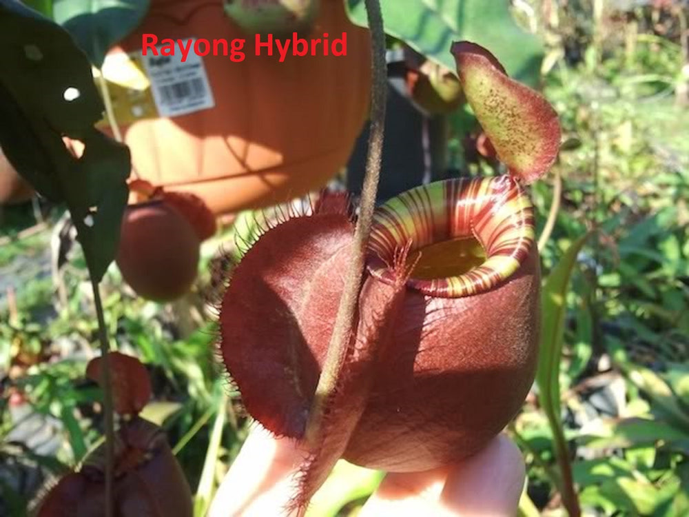 
                      
                        Nepenthes (Rayong Hybrid x ampullaria) x ampullaria-red, CAR-0004
                      
                    