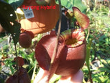 Nepenthes (Rayong Hybrid x ampullaria) x ampullaria-red, CAR-0004