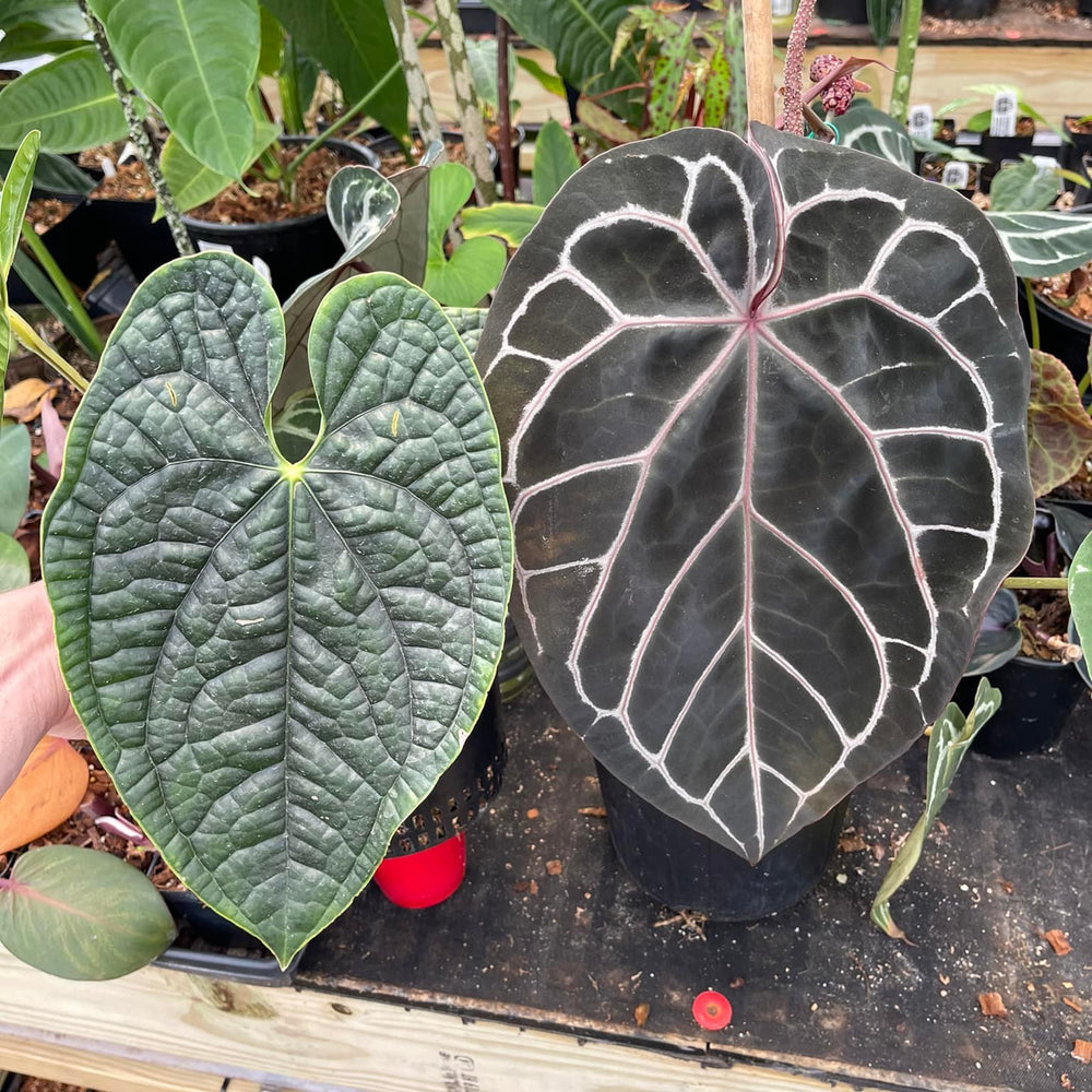 
                      
                        Anthurium (Red crystallinum x magnificum) -Tezula x luxurians, CAR-0236
                      
                    