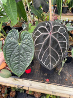 Anthurium (Red crystallinum x magnificum) -Tezula x luxurians, CAR-0236