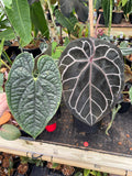 Anthurium (Red crystallinum x magnificum) -Tezula x luxurians, CAR-0236