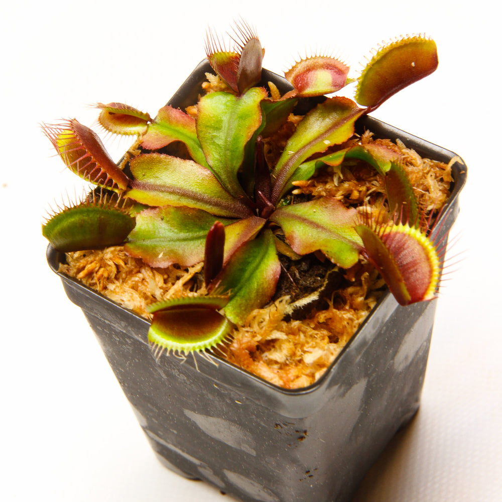 
                      
                        Venus Flytrap "Red Dragon" (Dionaea muscipula)
                      
                    