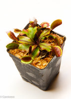 Venus Flytrap "Red Dragon" (Dionaea muscipula)