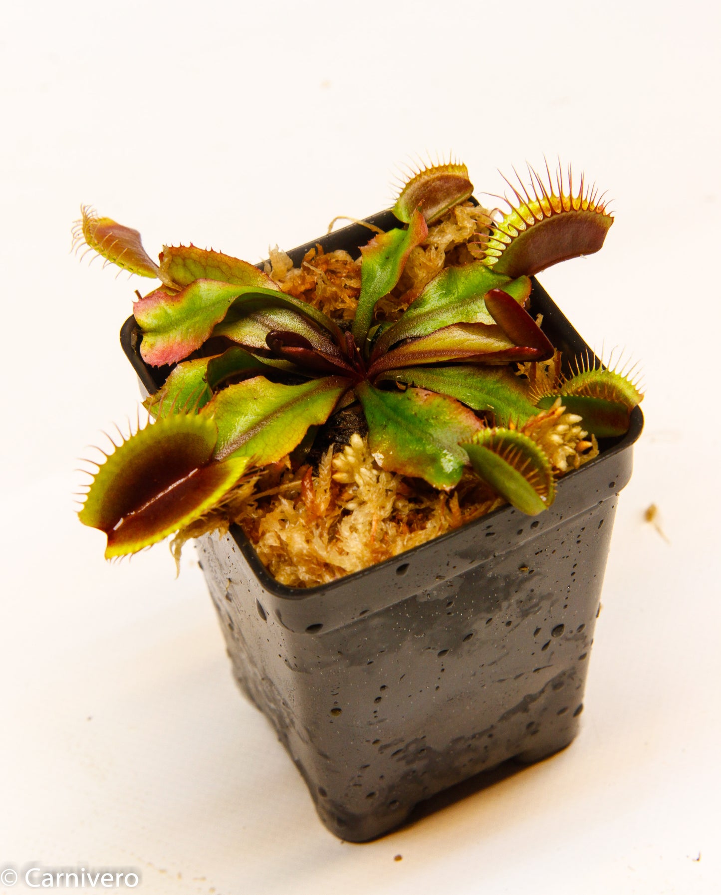 Venus Flytrap 