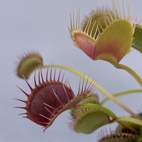 Red Line Venus flytrap close-up with red inner traps and spiky edges against a pale sky background.