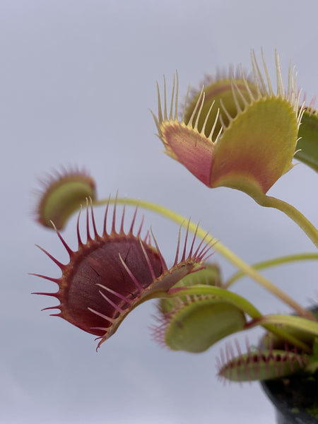 Venus Flytrap- Dionaea muscipula "Red Line" (CK)