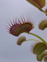 Dionaea muscipula "Red Line" (CK)