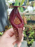 Nepenthes Rokko "Exotica" x boschiana