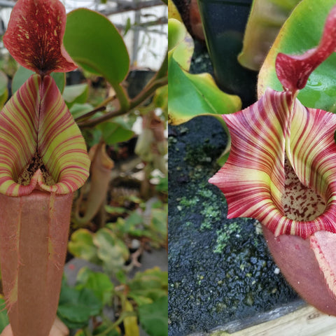 Two views of Nepenthes Song of Melancholy x veitchii Candy Red pitcher with pink and yellow striped peristome.