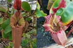 Nepenthes (Song of Melancholy x veitchii) #6 x veitchii "Candy Red"