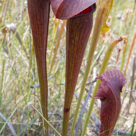 Two tall burgundy Sarracenia alata var nigropurpurea pitchers with long veined tubes and curved hoods in a grassy habitat