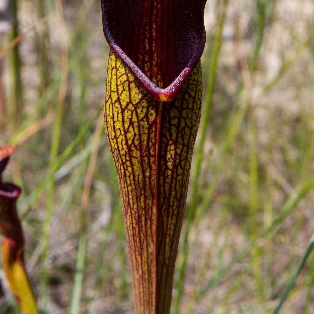
                      
                        Sarracenia alata var. nigropurpurea
                      
                    